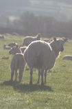D7D00332 Lamb and sheep in morning sun.jpg